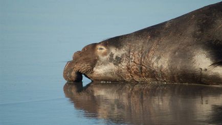 Як живуть і розмножуються морські слони