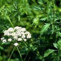 Камфора застосування в медицині (використовуються зняття болю) Камфора застосування в медицині