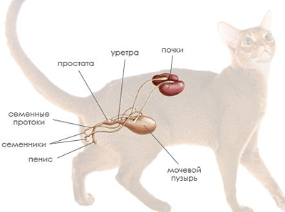 Arktis Leihen Feuchtigkeit котка кастрация цена Becken Widerspruch Vater Wut