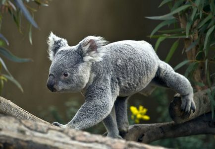 Коала (фото) сумчастий ведмедик з австралії