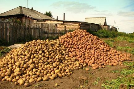 Коли копати картоплю, щоб і не поспішити, але і не запізнитися (копати) Коли копати картоплю, щоб і не поспішити, але і не запізнитися
