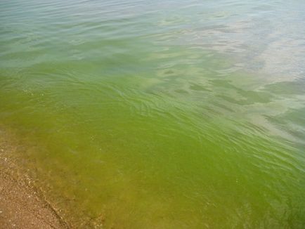 Коли цвіте чорне море в вітязево (час) Коли цвіте чорне море в вітязево