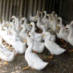 Корм для качок в домашніх умовах своїми руками (своїми) Корм для качок в домашніх умовах своїми руками