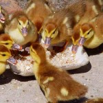 Корм для качок в домашніх умовах своїми руками (своїми) Корм для качок в домашніх умовах своїми руками