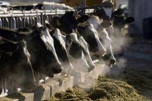 Годування корів (чим годувати) в зимовий період, норми годування висопродуктівних, дійних корів (годування) Годування корів (чим годувати) в зимовий період, норми годування висопродуктівних, дійних корів
