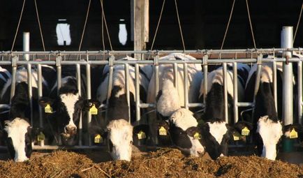 Годування корів - не все так просто - agroxxi (годування корів) Годування корів - не все так просто - agroxxi