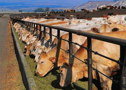 Годування корів - не все так просто - agroxxi (соковитий корм для корів) Годування корів - не все так просто - agroxxi