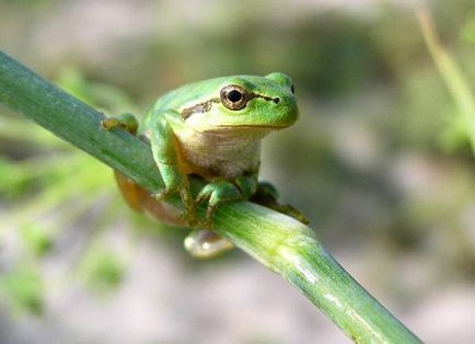 Квакша звичайна, древесница квакша (hyla arborea) біологія опис забарвлення харчується вороги розмір