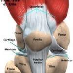 Лікування перелому колінної чашечки, здоров'я суглобів