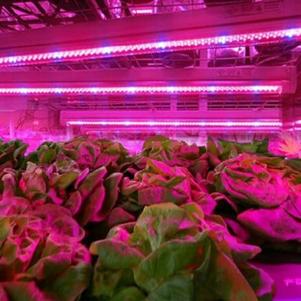 Led або світлодіодні лампи для теплиці (лампи) Led або світлодіодні лампи для теплиці