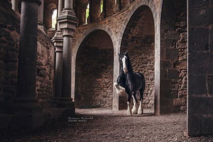 Кінь - це красиво 17 зачаровують фотографій волелюбних скакунів (кінь) Кінь - це красиво 17 зачаровують фотографій волелюбних скакунів