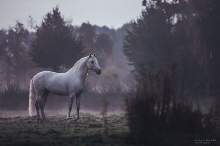 Кінь - це красиво 17 зачаровують фотографій волелюбних скакунів (кінь) Кінь - це красиво 17 зачаровують фотографій волелюбних скакунів