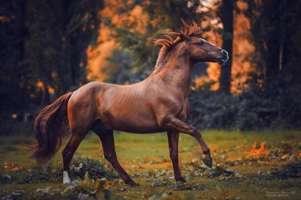 Кінь - це красиво 17 зачаровують фотографій волелюбних скакунів (кінь) Кінь - це красиво 17 зачаровують фотографій волелюбних скакунів