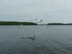 Ловля жереха як ловити на спінінг, на що клює, приманки і снасті (ловити) Ловля жереха як ловити на спінінг, на що клює, приманки і снасті