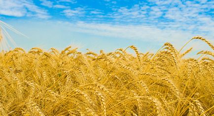 Світові лідери з виробництва пшениці, vivareit (пшениці) Світові лідери з виробництва пшениці, vivareit
