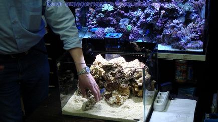 Море своїми руками, блог акваріума (море своїми руками) Море своїми руками, блог акваріума