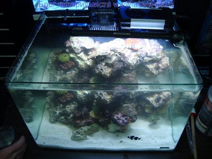 Море своїми руками, блог акваріума (запуск морського акваріума) Море своїми руками, блог акваріума