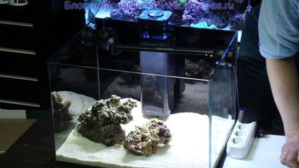Море своїми руками, блог акваріума (запуск морського акваріума) Море своїми руками, блог акваріума