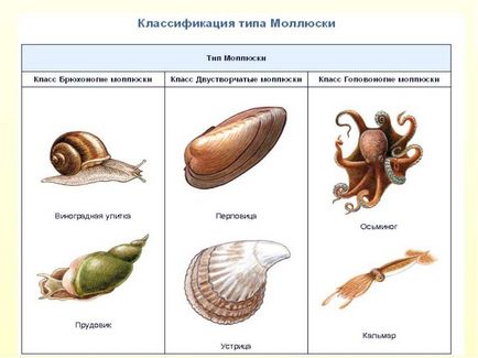 Морські мешканці фото з назвами і цікаві факти про них