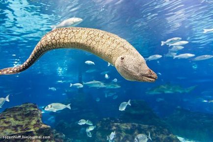 Морські мешканці фото з назвами і цікаві факти про них (морські) Морські мешканці фото з назвами і цікаві факти про них