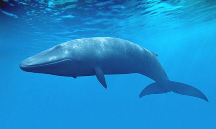 Морські мешканці фото з назвами і цікаві факти про них (назвами) Морські мешканці фото з назвами і цікаві факти про них