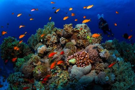 Морські мешканці фото з назвами і цікаві факти про них (фото) Морські мешканці фото з назвами і цікаві факти про них