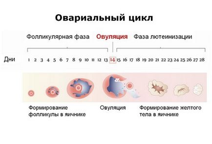 На який день циклу робити узі матки, яєчників (робити) На який день циклу робити узі матки, яєчників