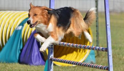 Опис породи собак англійська вівчарка з відгуками власників і фото (породи) Опис породи собак англійська вівчарка з відгуками власників і фото