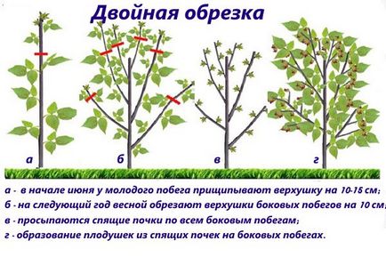 Особливості розмноження і обрізки ожини на дачі