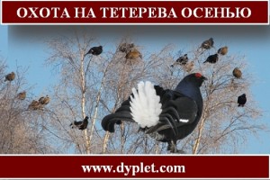 Полювання на тетерева восени (полювання) Полювання на тетерева восени
