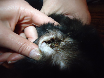 papiloame la pisici human papillomavirus vaccine in sri lanka