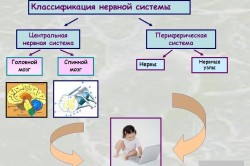 Периферична нервова система будова і функції (периферична) Периферична нервова система будова і функції