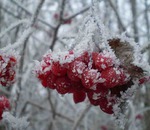 Чому калина не дає ягід