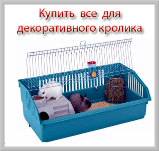 Чому кролики лижуть руки (руки) Чому кролики лижуть руки