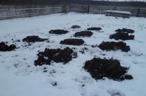 Користь гною, моя сільська садиба (коров'ячий кінський гній) Користь гною, моя сільська садиба