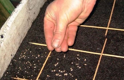 Помідори Столипін (35 фото) опис, сорти, хто садив, томати (опис) Помідори Столипін (35 фото) опис, сорти, хто садив, томати