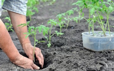 Помідори Столипін (35 фото) опис, сорти, хто садив, томати (опис) Помідори Столипін (35 фото) опис, сорти, хто садив, томати