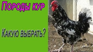 Порода курей - нью-гемпшир опис, відгуки (вибрати яйця яку) Порода курей - нью-гемпшир опис, відгуки