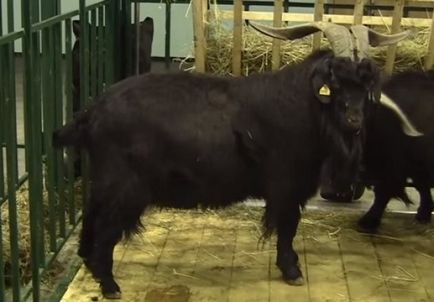 Породи кіз, їх фото та опис (літрів молока жирності) Породи кіз, їх фото та опис