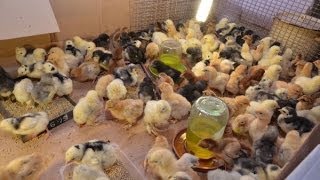 Породи волохатих курей опис (фермер вирішив завести) Породи волохатих курей опис