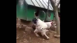 Породи волохатих курей опис (породи) Породи волохатих курей опис
