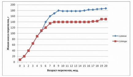 Породи перепелів фото і опис, таблиця зростання всіх порід