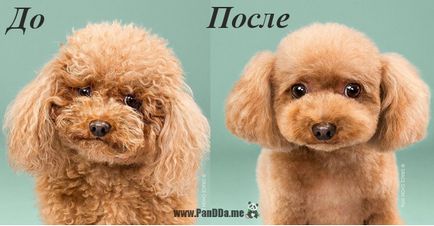 Приголомшливі фото собак до і після стрижки (16 фото) (після грумінг Донна) Приголомшливі фото собак до і після стрижки (16 фото)