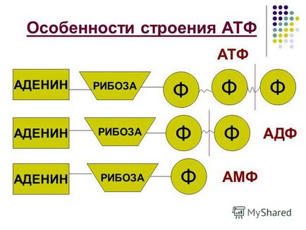 Презентація на тему енергетичний обмін (аеробне «клітинне дихання») Презентація на тему енергетичний обмін