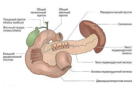 Причини збільшення підшлункової залози (збільшення) Причини збільшення підшлункової залози