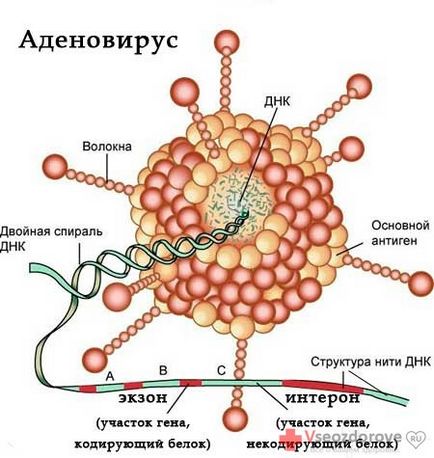 Ознаки ГРВІ - все про здоров'я (ознаки ГРВІ) Ознаки ГРВІ - все про здоров'я