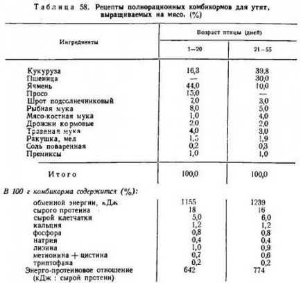 Виробництво м'яса качок - все про тваринництво