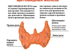 Пункція щитовидної залози результати дослідження, техніка виконання (залози) Пункція щитовидної залози результати дослідження, техніка виконання