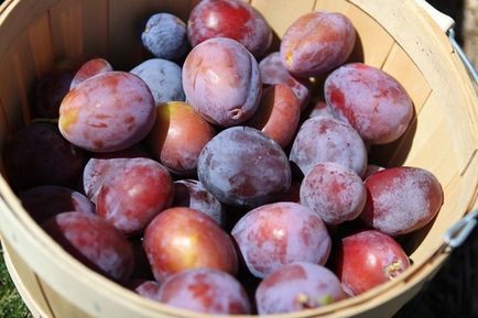Пюре з чорносливу для грудничка (чорносливу) Пюре з чорносливу для грудничка
