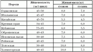 Розведення гусей як бізнес, власний бізнес з нуля до 100% (off-line бізнес) Розведення гусей як бізнес, власний бізнес з нуля до 100%